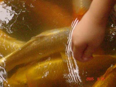 child feeding fish 2