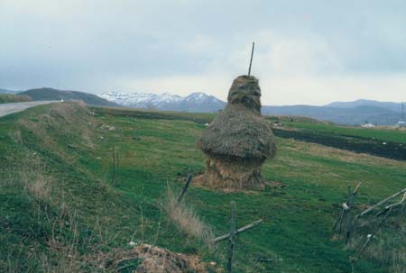 agathering hay
